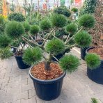 Borovica čierna (Pinus nigra) ´BREPO´ – výška 60-70 cm, Ø 70-80 cm, kont. C35L – EXTRA, EXEMPLÁR